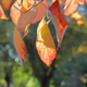 Illustration for article titled Pics from the Curbside: 2018-10-14 to Kitsilano Secondary School